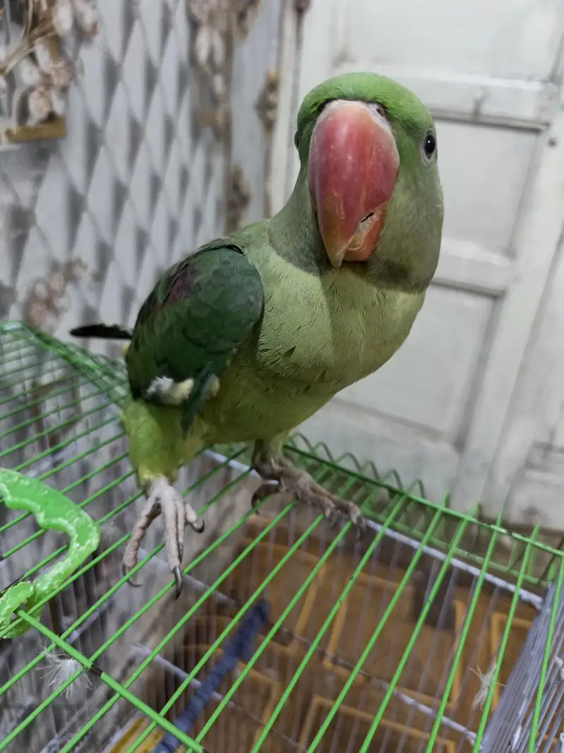 othar parrot — photo 3
