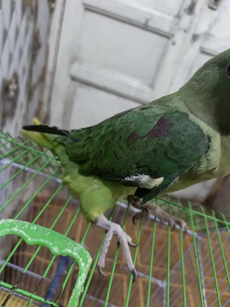 othar parrot — photo 4