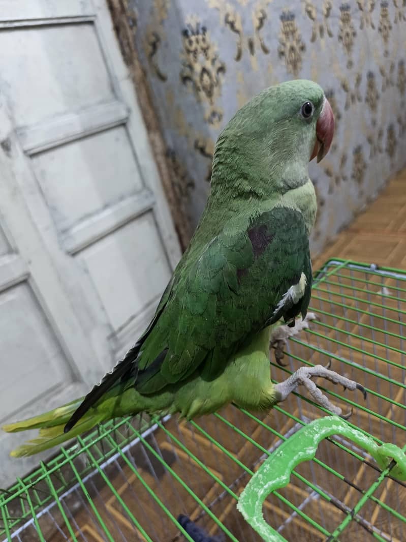 othar parrot 4
