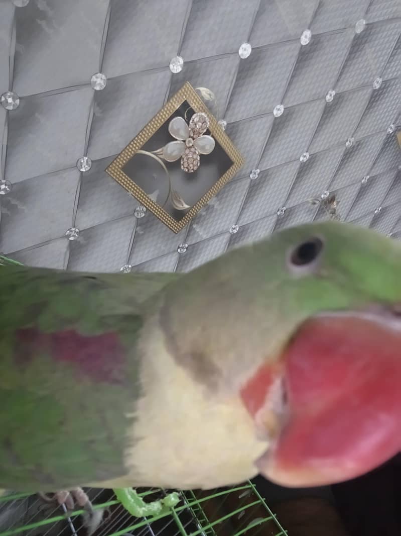 othar parrot 5