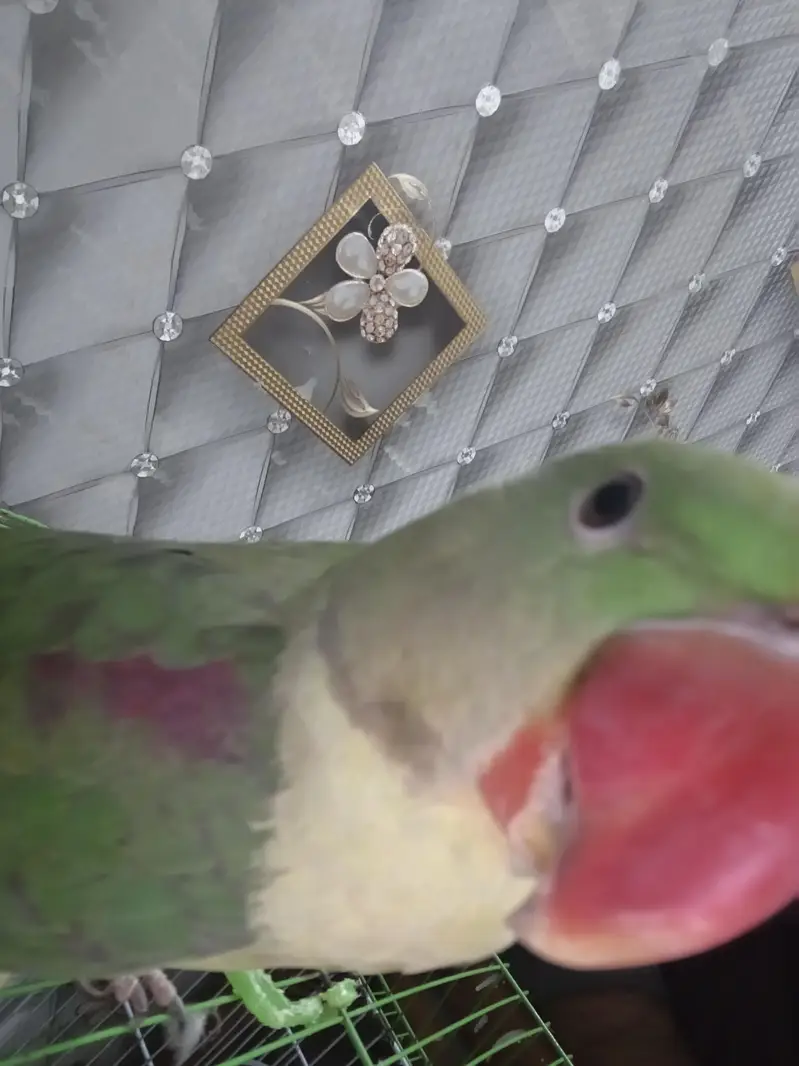 othar parrot — photo 6