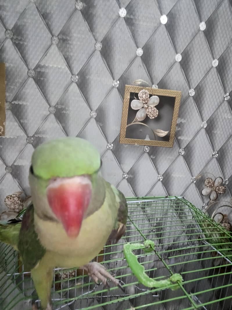 othar parrot 6