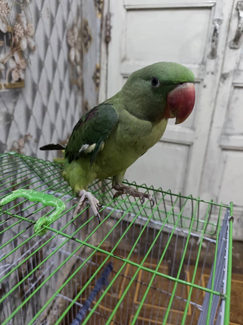 othar parrot 7