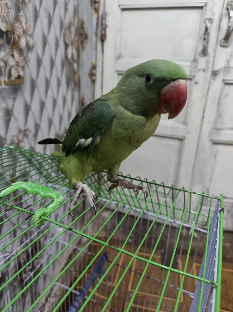 othar parrot — photo 8