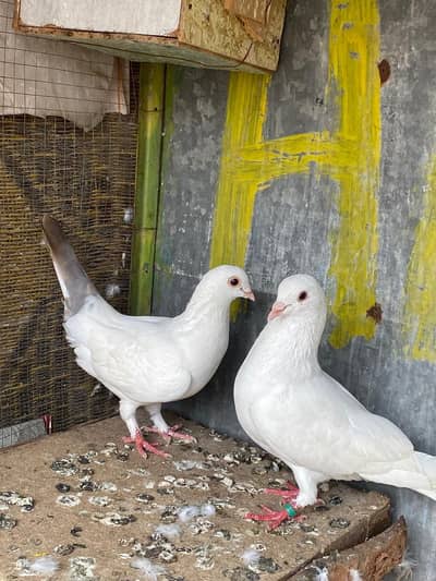fancy pair  sharazi