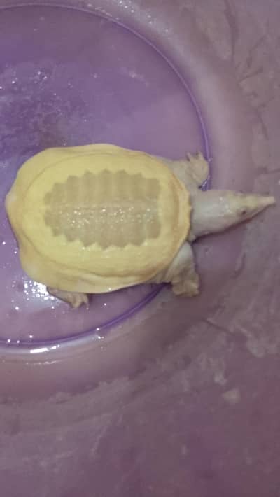 Adult Albino Chinese Softshell turtles