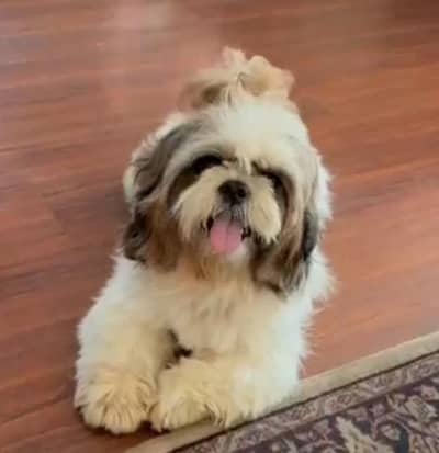 Shih tzu / Shitzu imported champion pedigreed male
