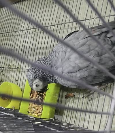 Grey Parrot Female with Cage