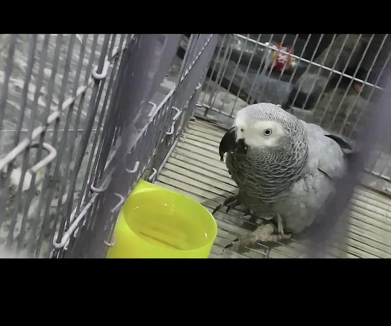 Grey Parrot Female with Cage — photo 2