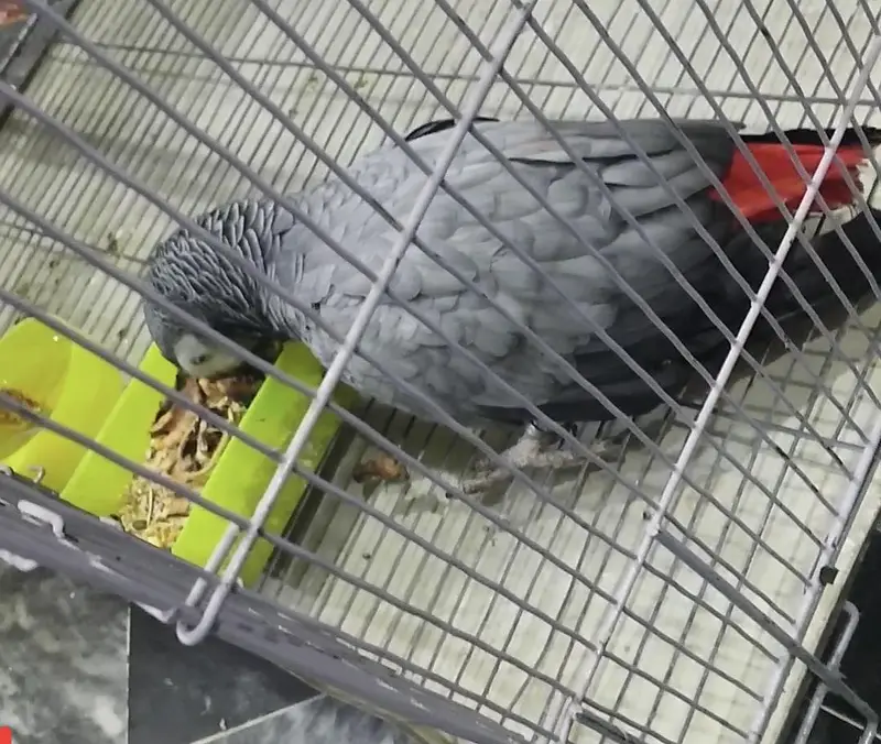 Grey Parrot Female with Cage — photo 3