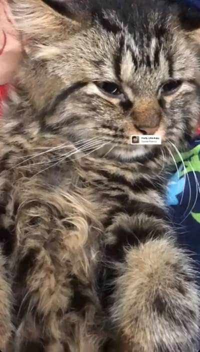 Cat for sale