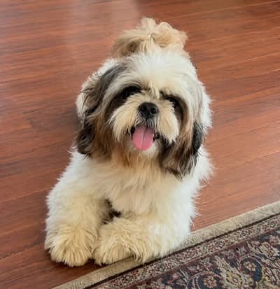 Shih tzu / Shitzu imported champion pedigreed male