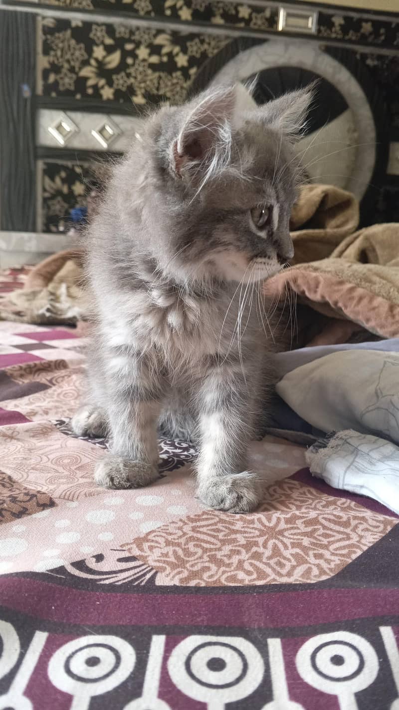 cat kitten 0
