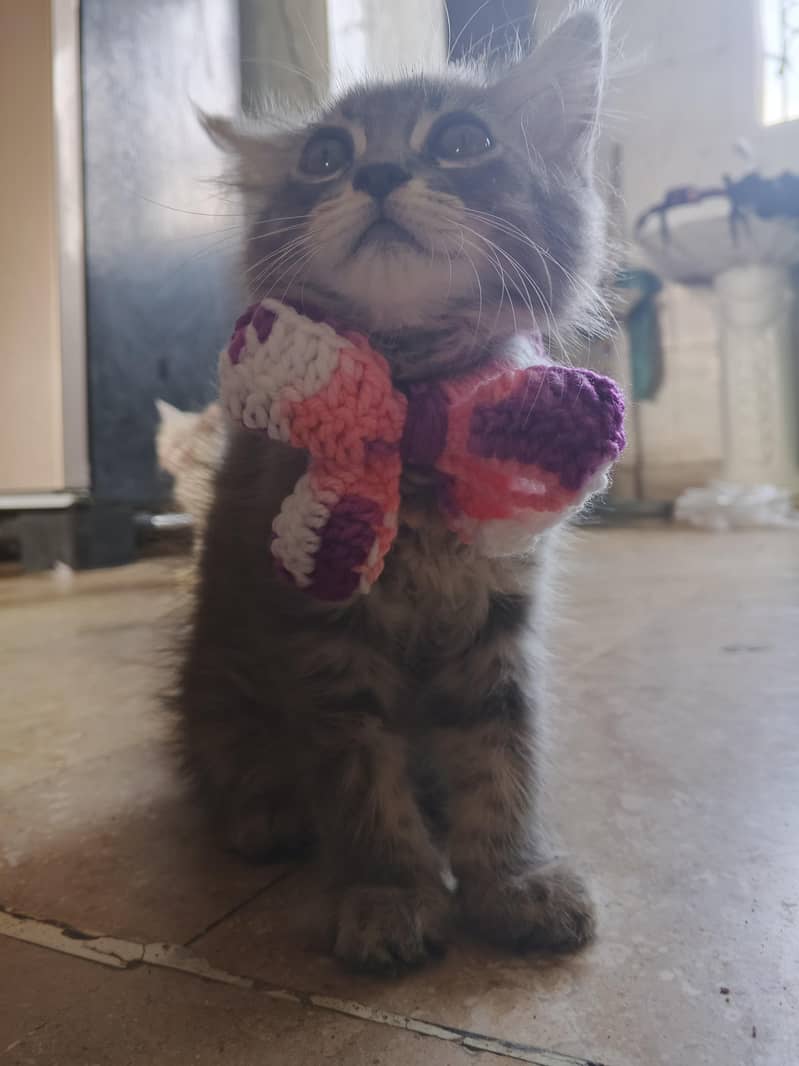 cat kitten 1
