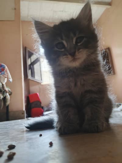 cat kitten