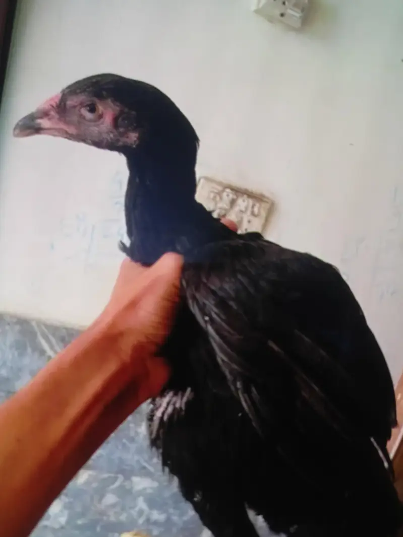 SHAMO MALE AND THAI FEMALE FOR SELL — photo 4