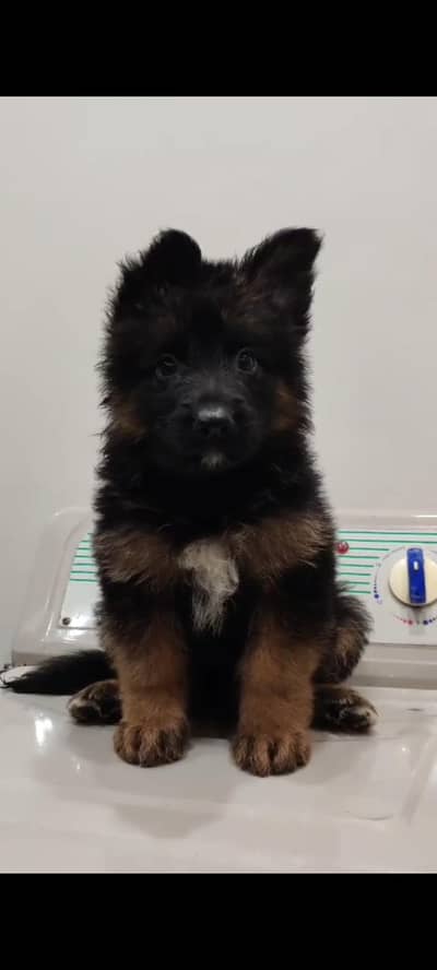 German Shepherd Male Puppy for Sale – Healthy & Active