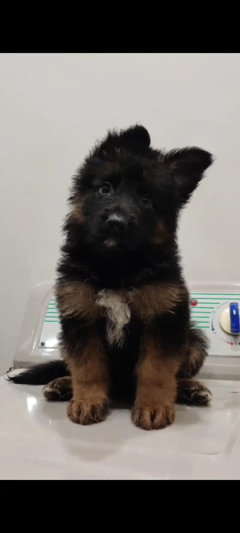 German Shepherd Male Puppy for Sale – Healthy & Active — photo 2