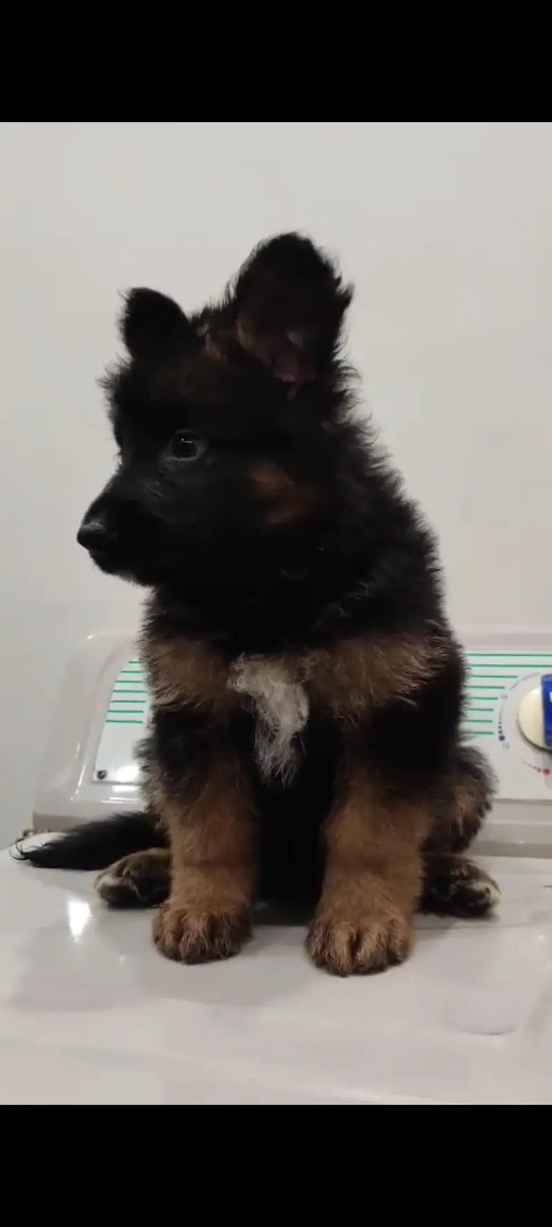 German Shepherd Male Puppy for Sale – Healthy & Active — photo 3