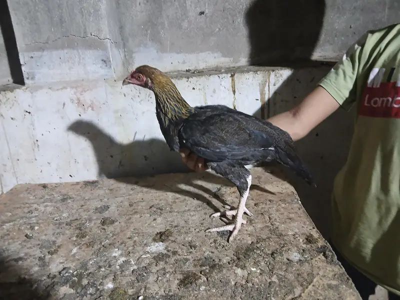 2 to 3 months old aseel mix breed — photo 2