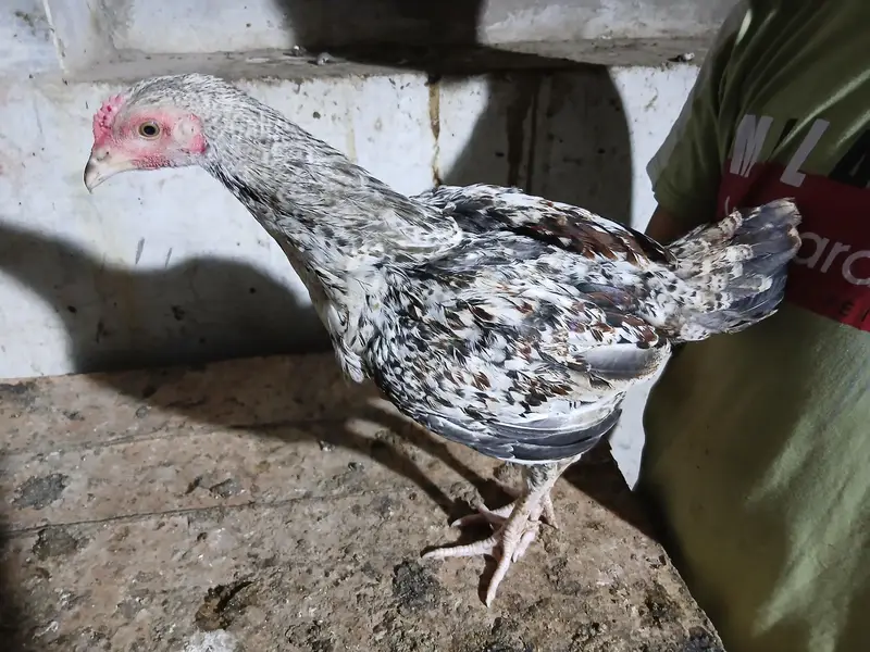 2 to 3 months old aseel mix breed — photo 5