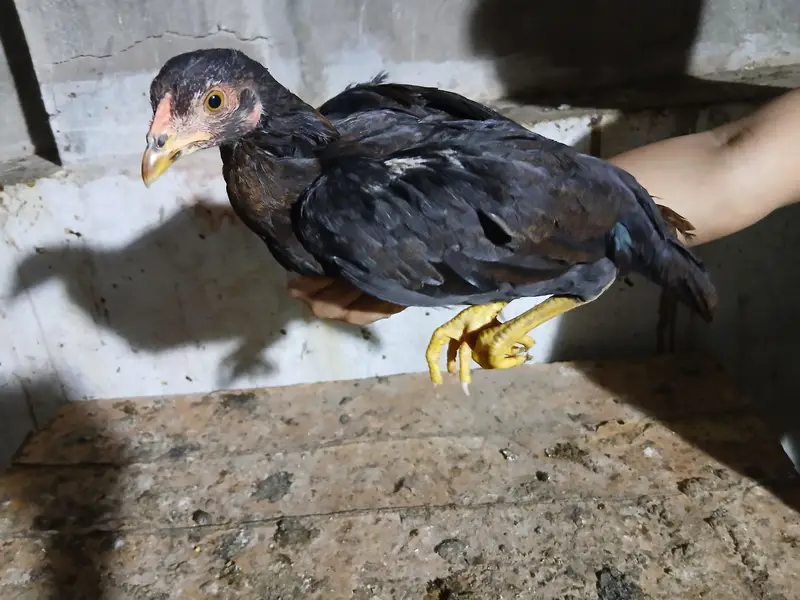 2 to 3 months old aseel mix breed — photo 7