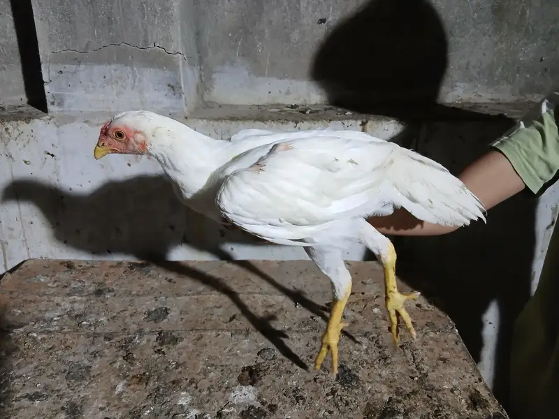 2 to 3 months old aseel mix breed — photo 8
