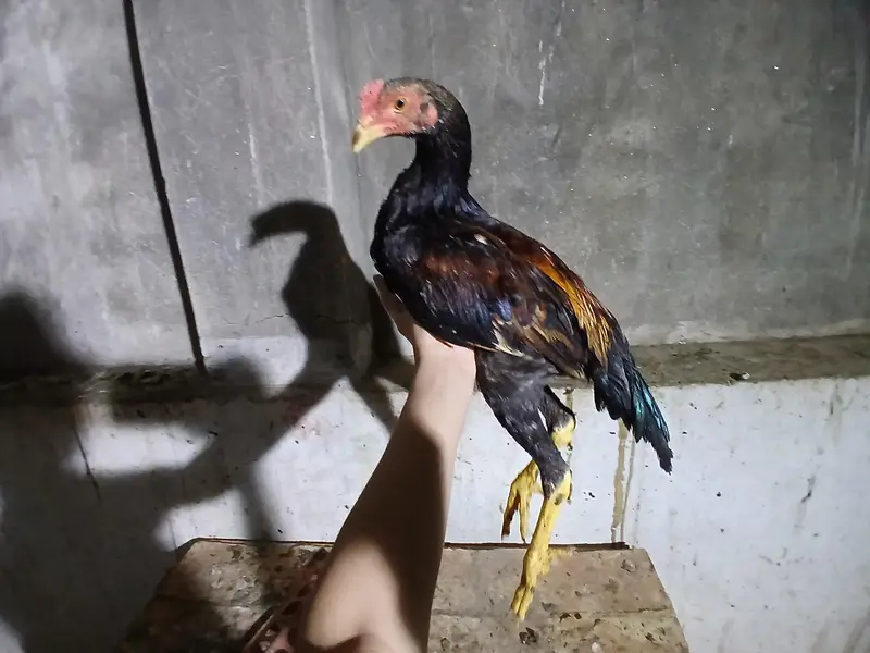 2 to 3 months old aseel mix breed — photo 9