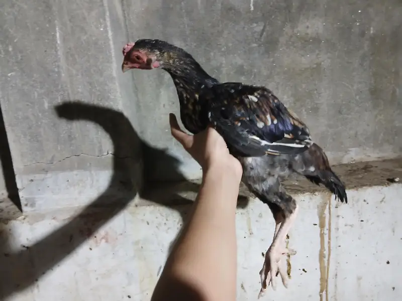 2 to 3 months old aseel mix breed — photo 10