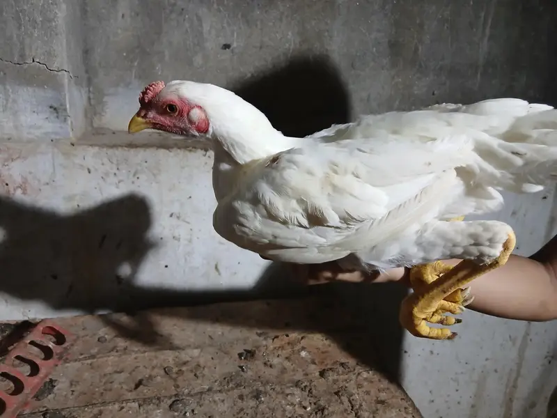 2 to 3 months old aseel mix breed — photo 11