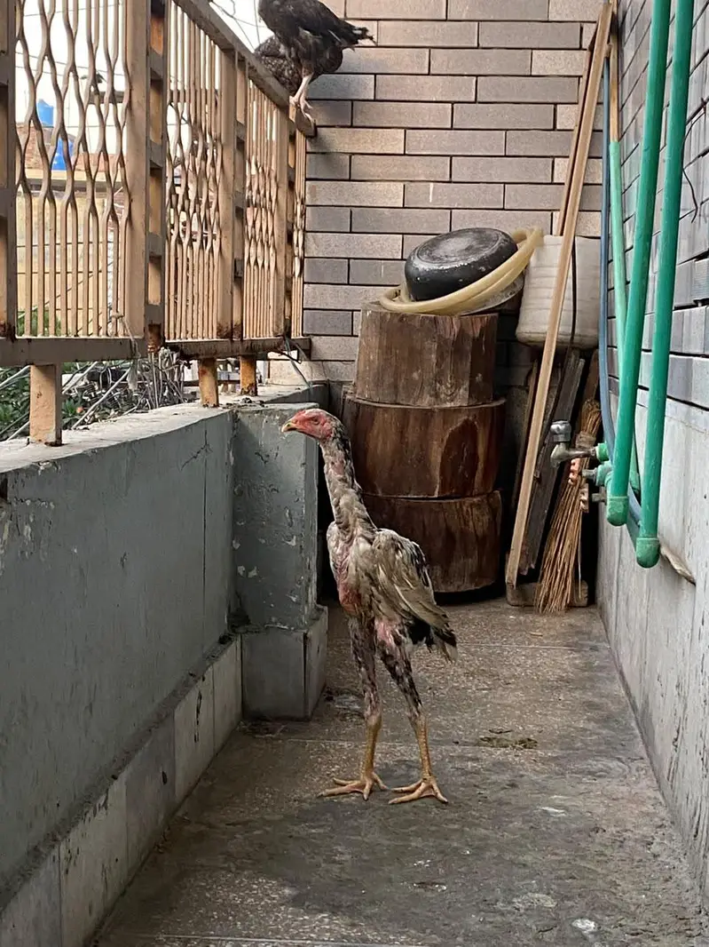 SHAMO MALE AND THAI FEMALE FOR SELL — photo 2