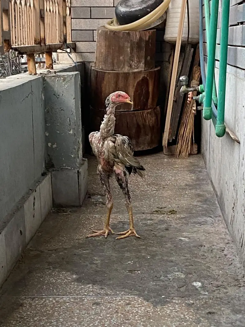 SHAMO MALE AND THAI FEMALE FOR SELL — photo 3