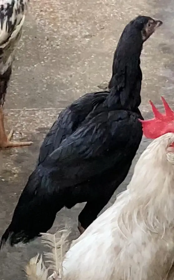 SHAMO MALE AND THAI FEMALE FOR SELL — photo 5