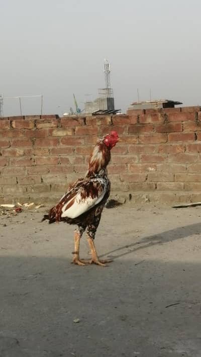 long height sindhi Aseel Aseel mugra high quality aseel breeder murga