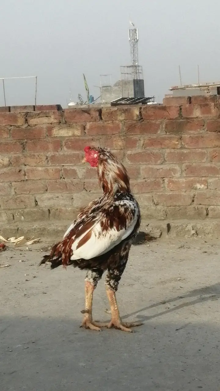 long height sindhi Aseel Aseel mugra high quality aseel breeder murga — photo 2