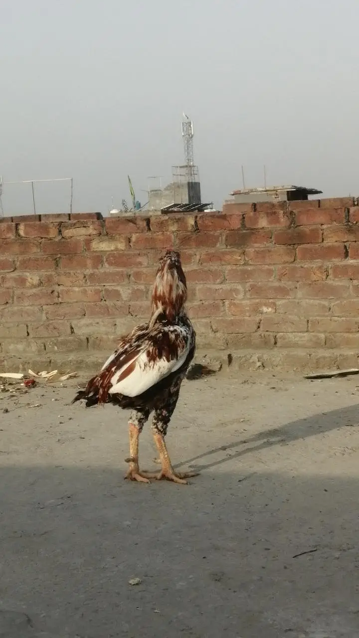 long height sindhi Aseel Aseel mugra high quality aseel breeder murga — photo 3