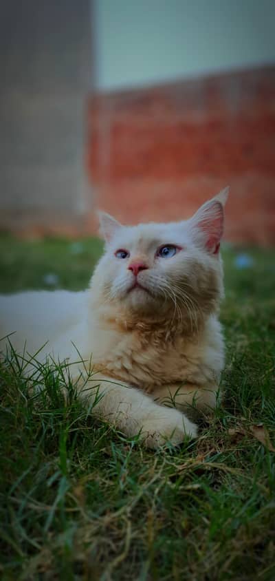 cat sall