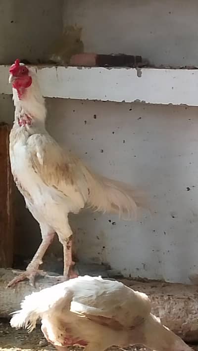 Heera Aseel For sale