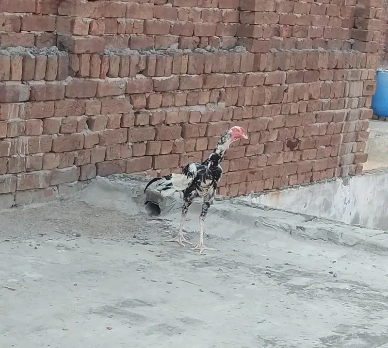 Aseel Murga — photo 2