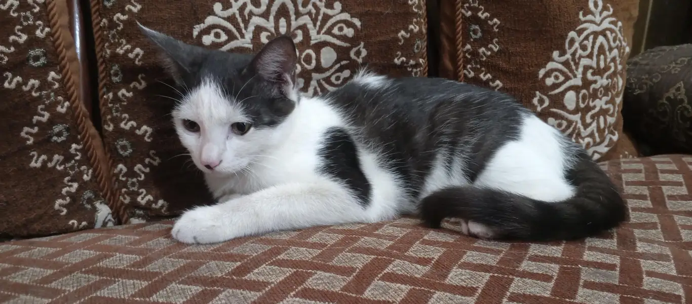 cute friendly cat — photo 2