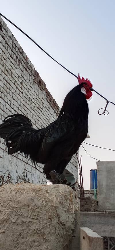 pamoz hen shair