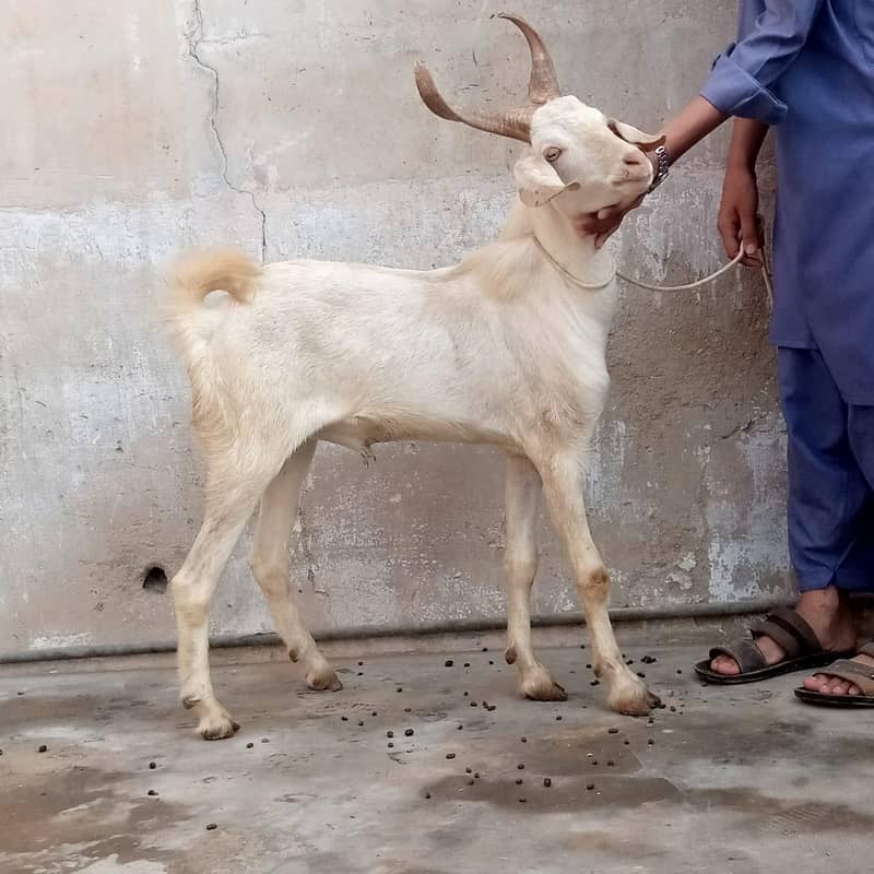 2 dant khassi Bakra 0