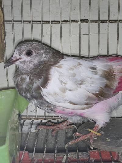 beautifull pigeon for sale