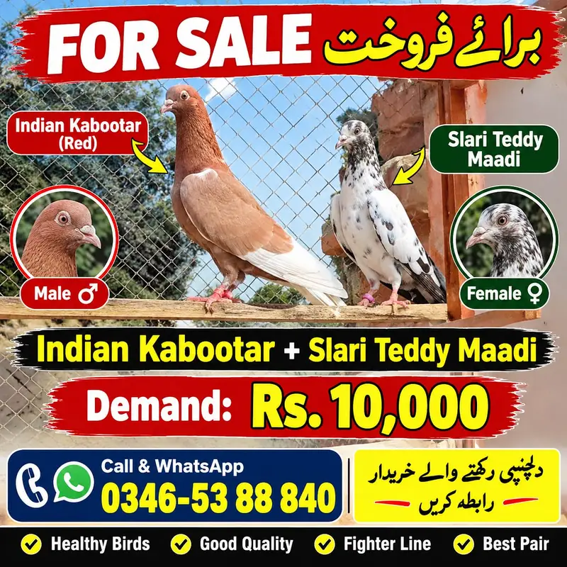 Indian Kabootar + Teddy salari kabootry — photo 2