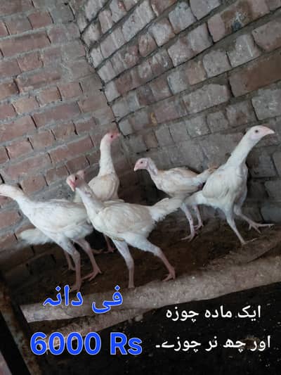 Paper White Aseel