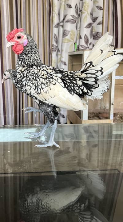 Silver Sebright Pair, Age 8 months