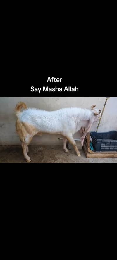 Pure gulabi breeder