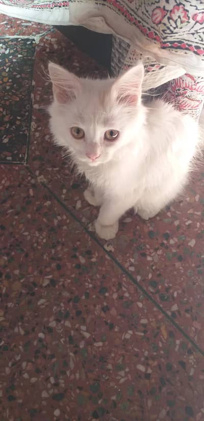 Persian Cat