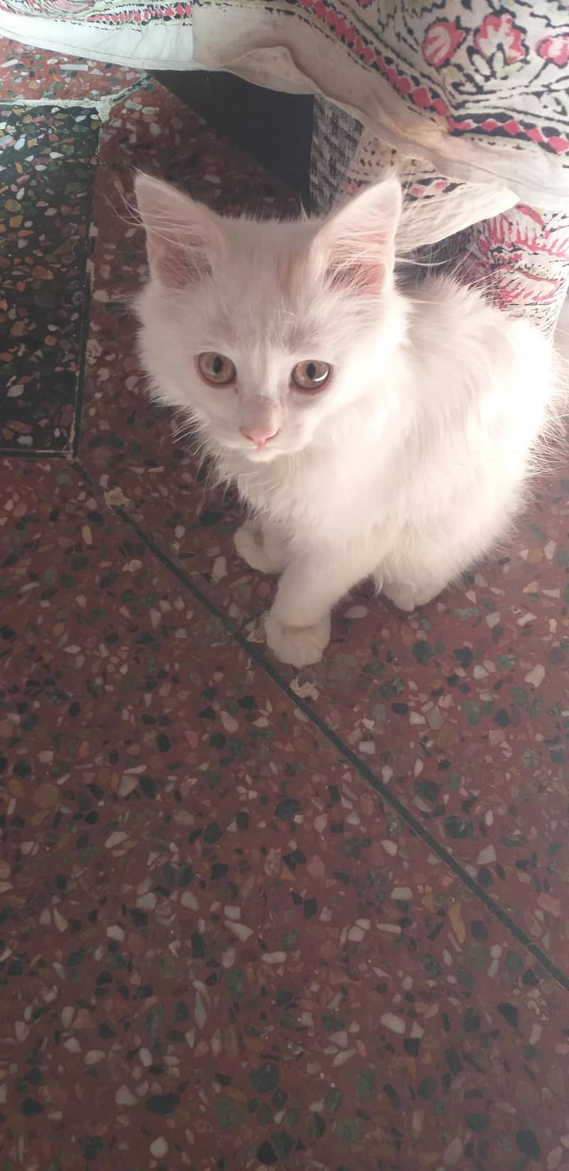 Persian Cat 0