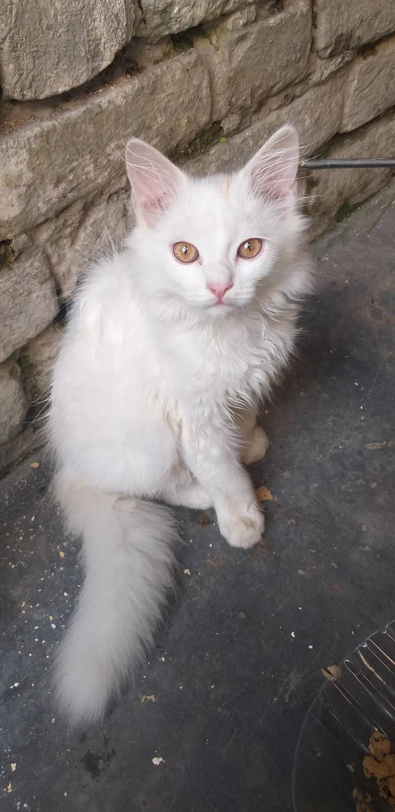 Persian Cat 1